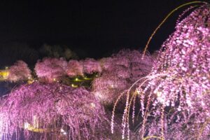 鈴鹿の森庭園　ライトアップ